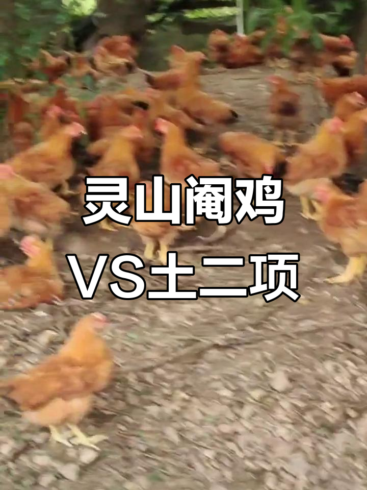 灵山阉鸡与土二项的重量对比,2.56斤对3.45斤差距不小