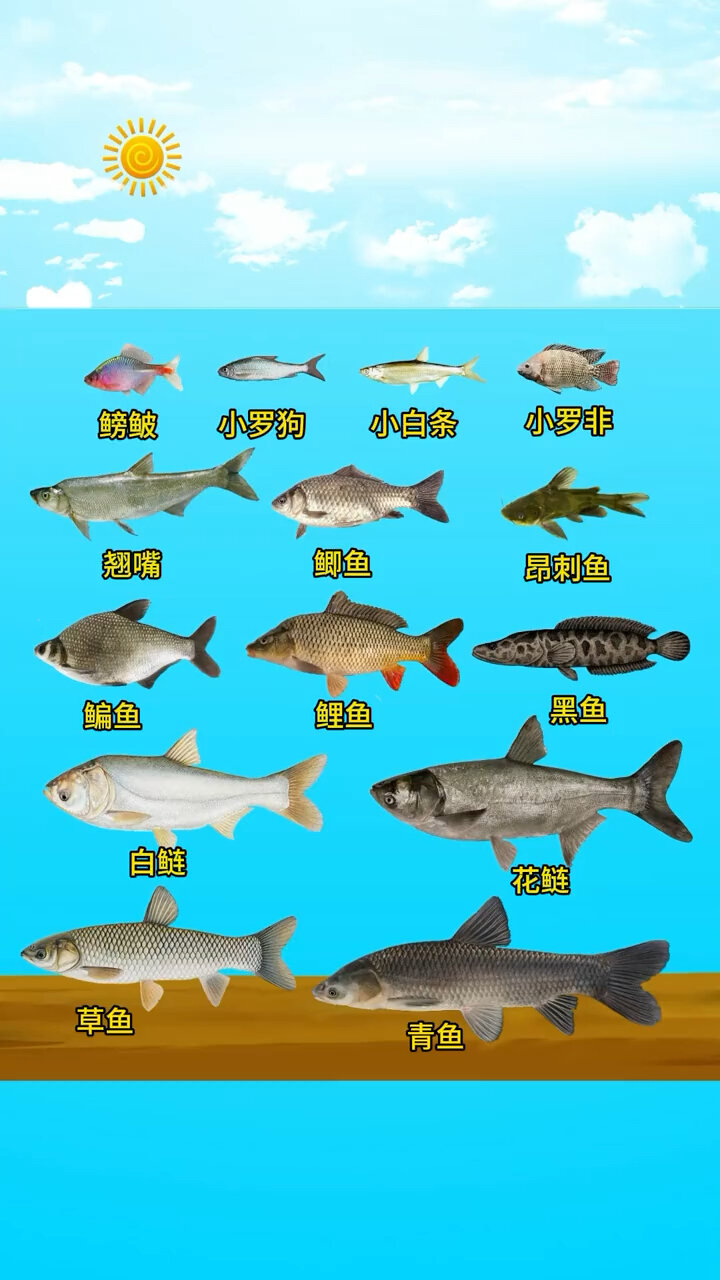 常见淡水鱼水层分布,钓友们请收藏!