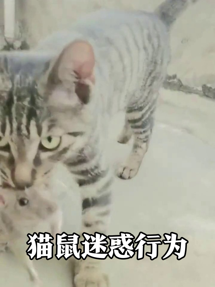 猫鼠和谐名场面:三花陪玩虎斑嘴瓢,夜猫子爬杆翻车