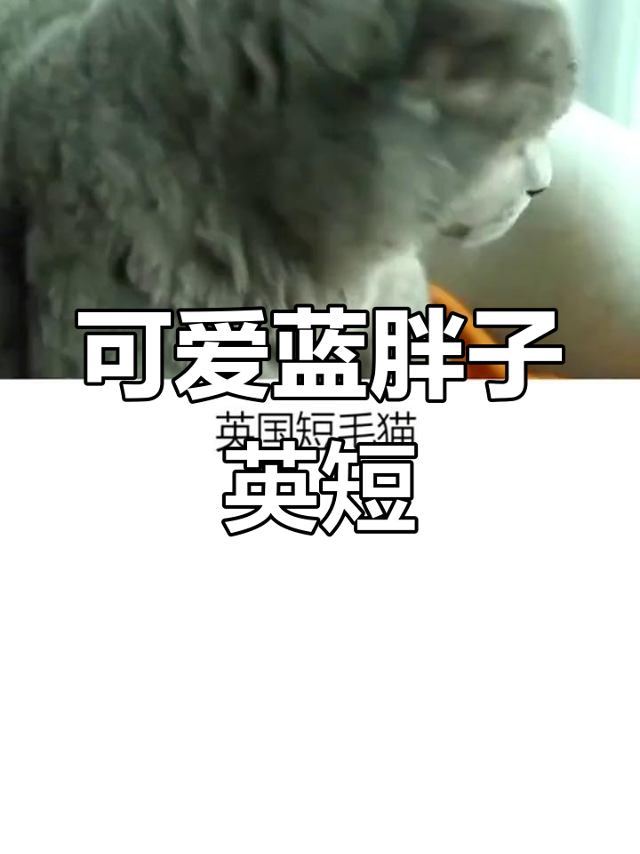 英短蓝猫:懒散又可爱的包子脸,超易饲养的“斗牛犬”