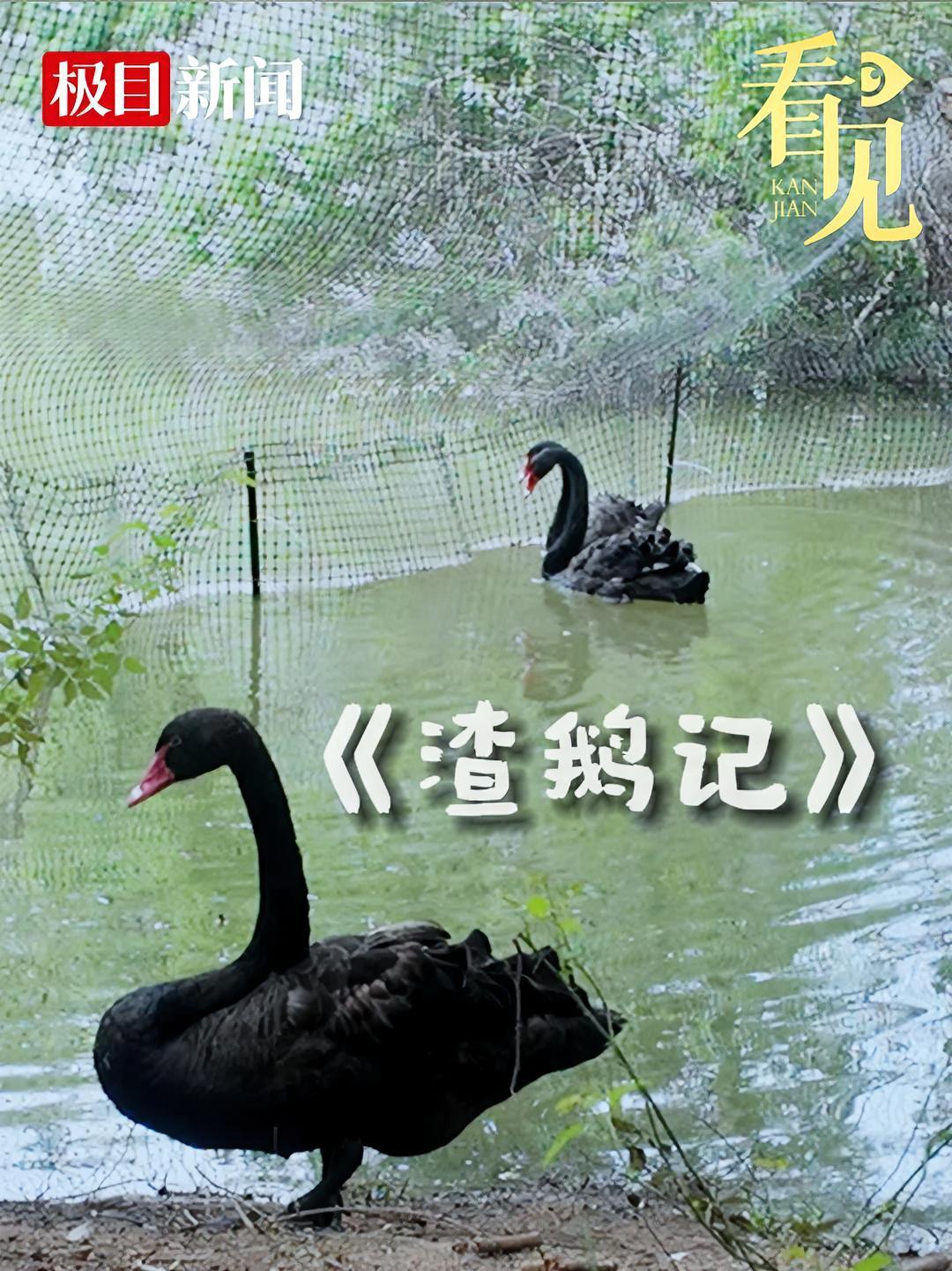 十年恩爱,一朝散尽!黑天鹅也有狗血剧情,一起来看《渣鹅记》