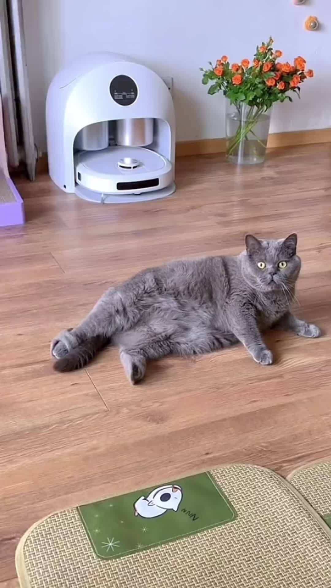 反正都是吃零食,为什么不吃能可以养护它们皮毛的呢!萌宠好物 养猫用品推荐 快赶紧拿给猫猫吃
