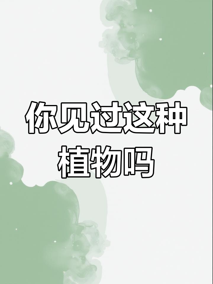 河北木蓝,你家乡有吗?寒冬来临,注意保暖!