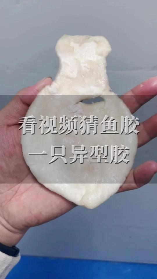 猜猜这个异型鱼胶啥品种?
