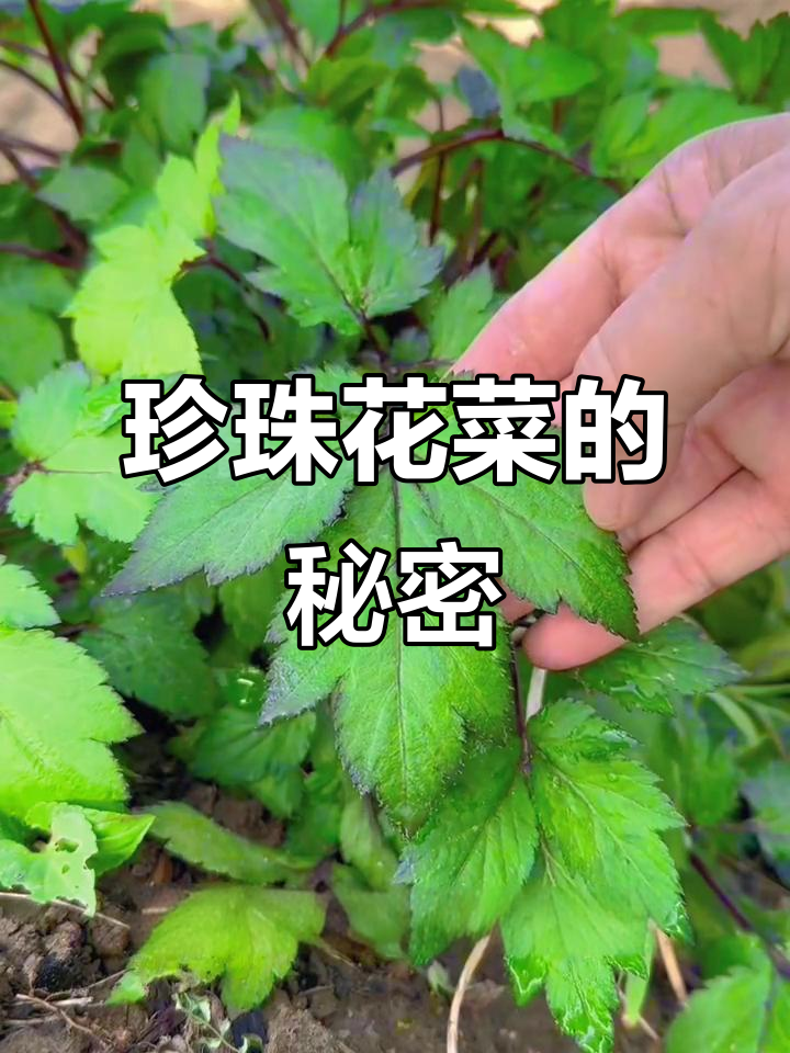 广东特产珍珠花菜：美味煮汤的草本宝藏