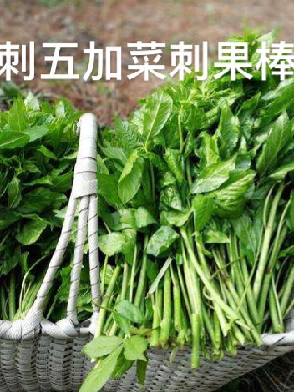 二年刺五加苗(长梗菜刺五加)