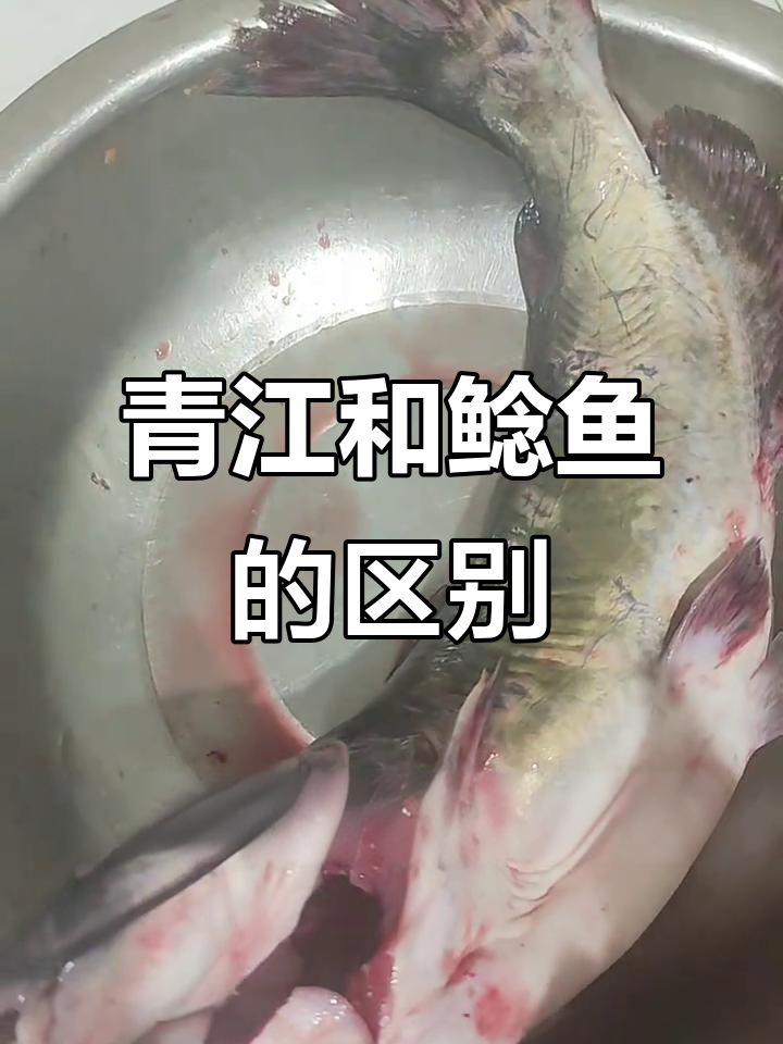 清江鱼与鲶鱼的差别,你了解吗?