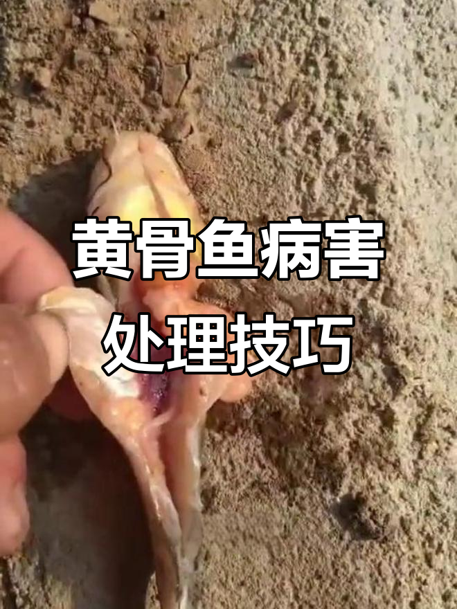 黄骨鱼赤皮病与肝胆病变解析,如何应对水体指标异常