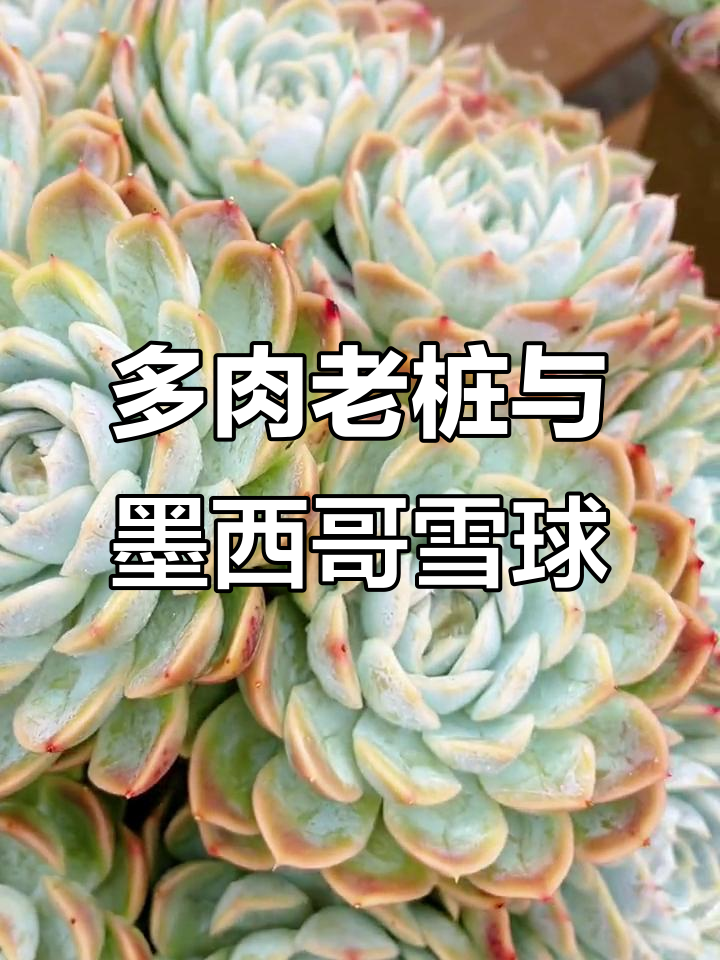 墨西哥雪球多肉植物:一场充满惊喜的旅程