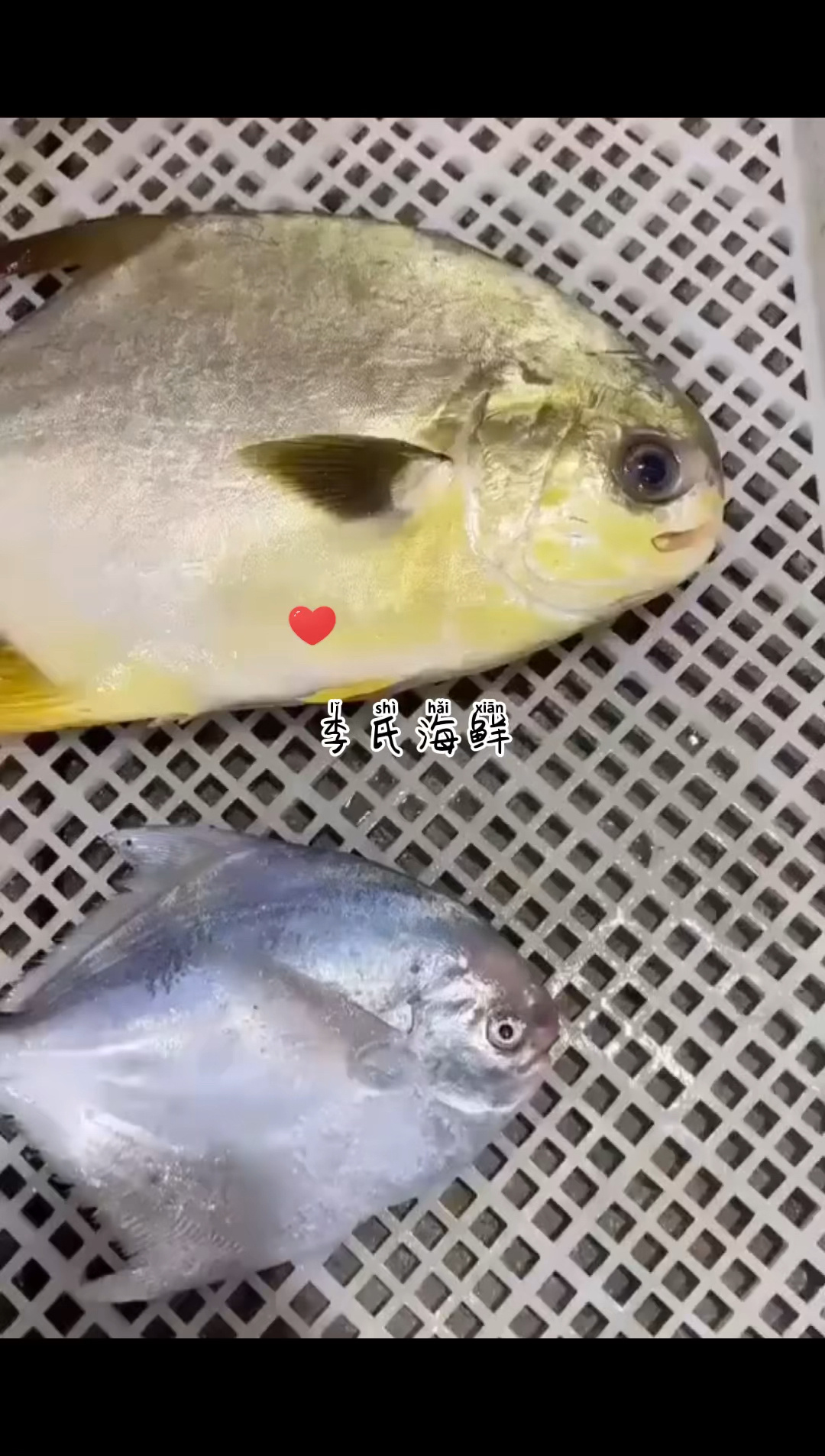 金鲳鱼和白鲳鱼的对比