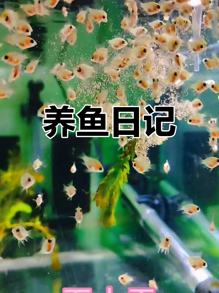 养鱼日常,观察小鱼的成长与变化