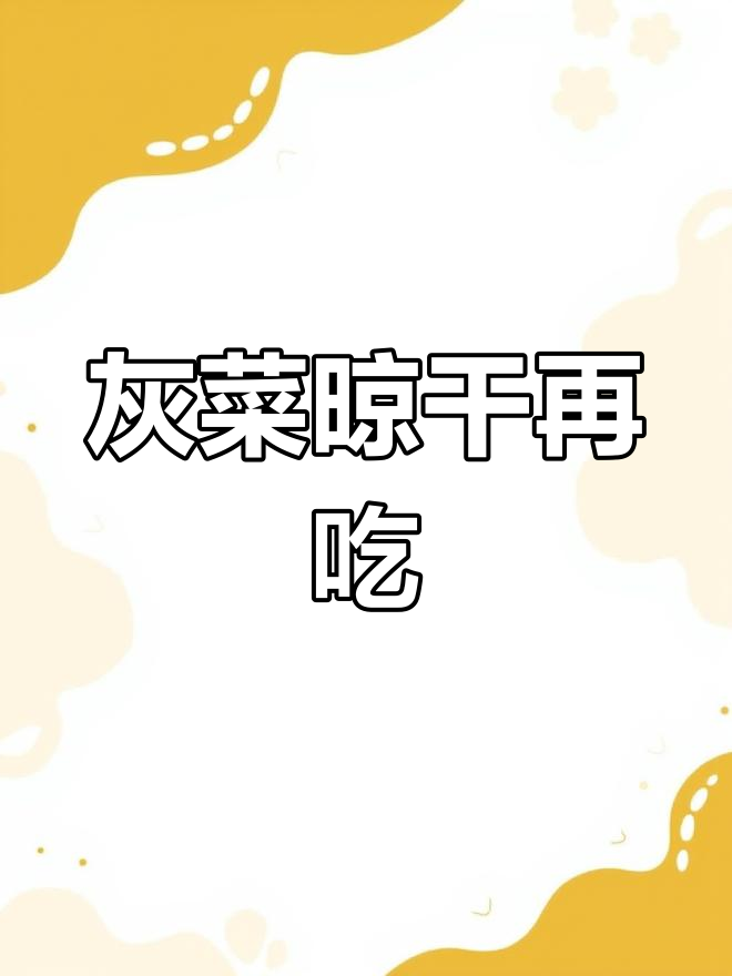 灰菜晒干后食用更安全,鲜食可能中毒