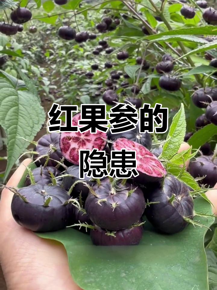 云南红果参:颜值超高却可能致命,吃多了进ICU!