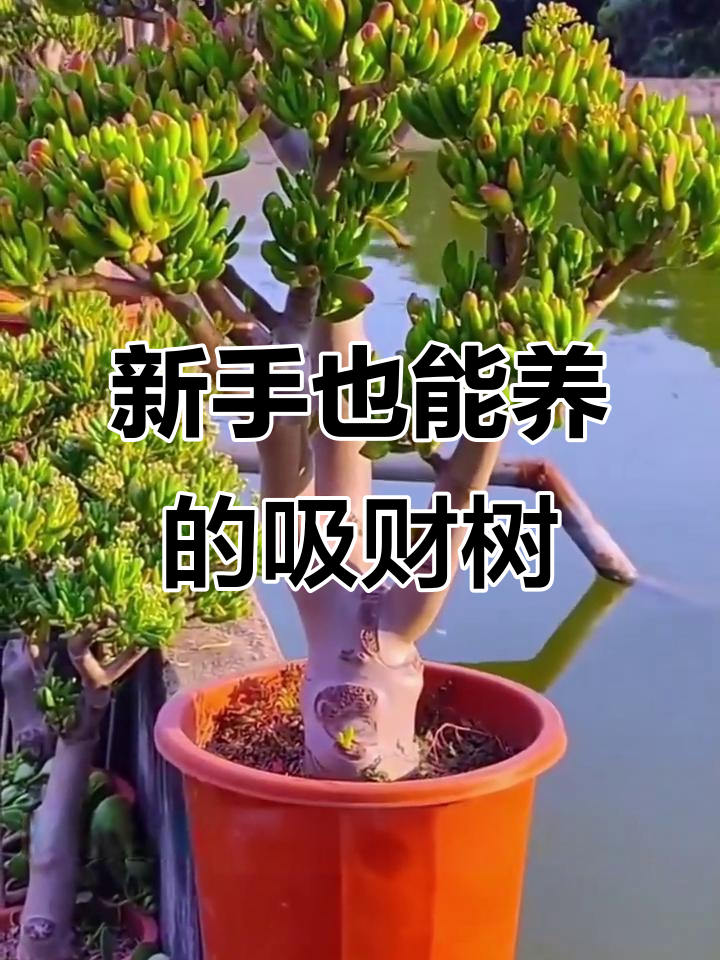 吸财树:新手必养的多肉,轻松打造小富翁盆栽