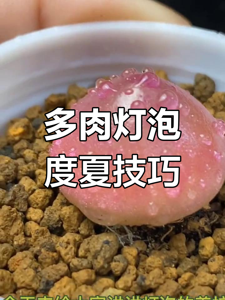 灯泡多肉夏季养护全攻略