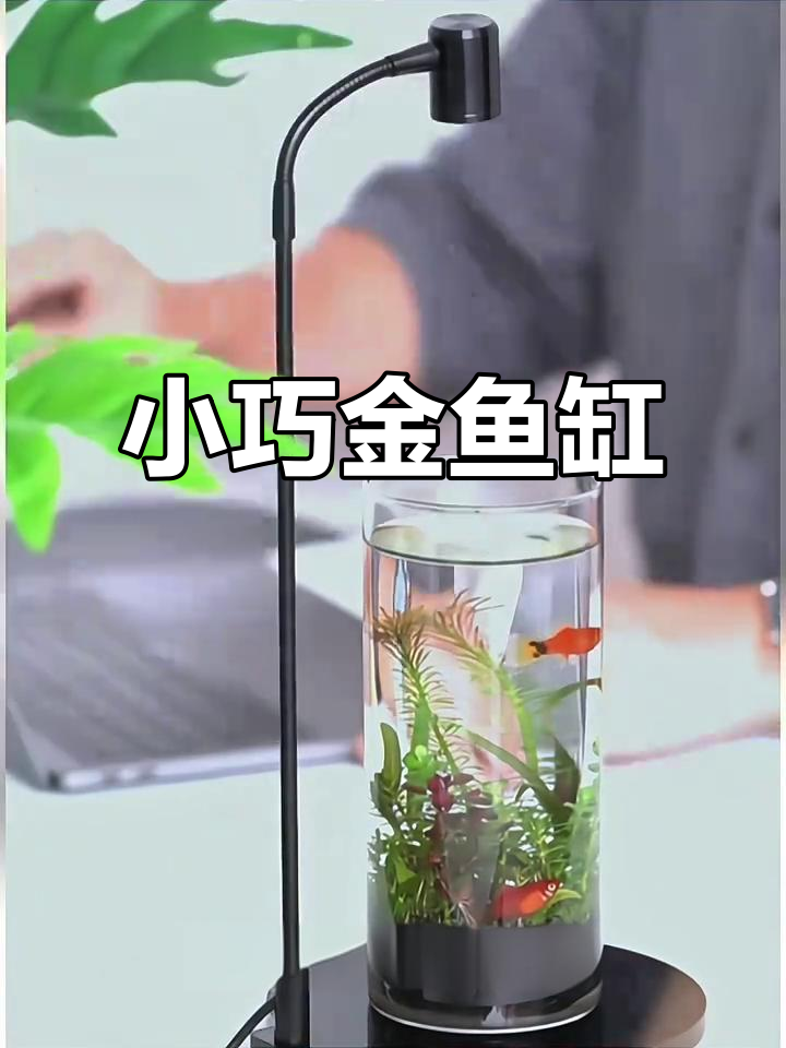 迷你圆形金鱼缸,透明设计,适合桌面摆放
