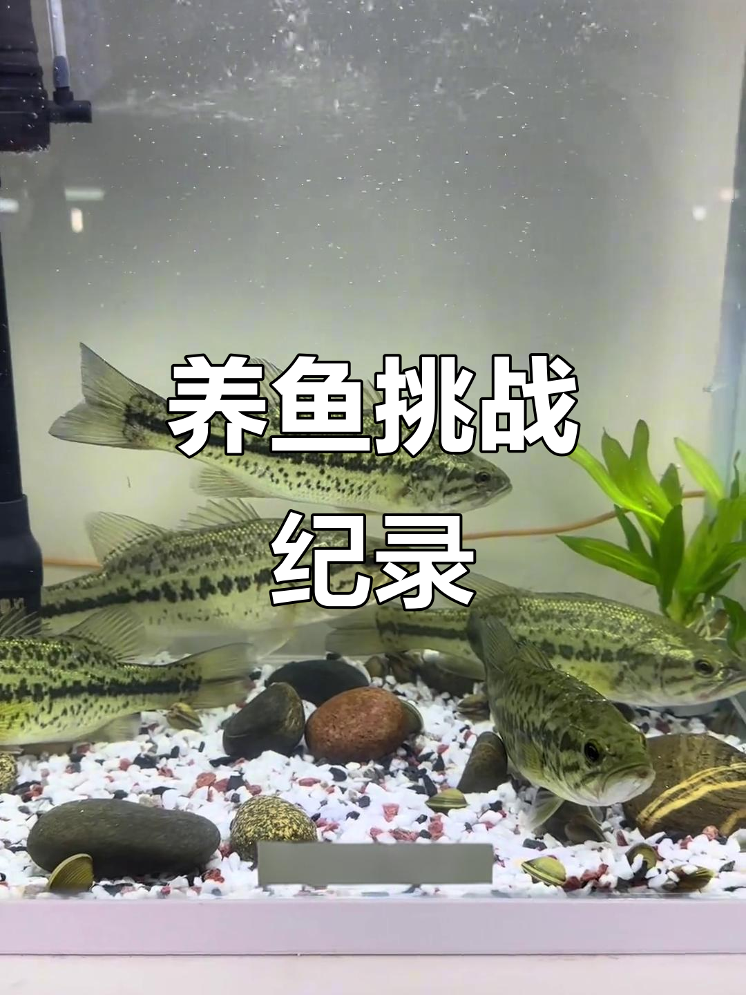首次养鱼,春节前能否撑过?全程记录1至8天!
