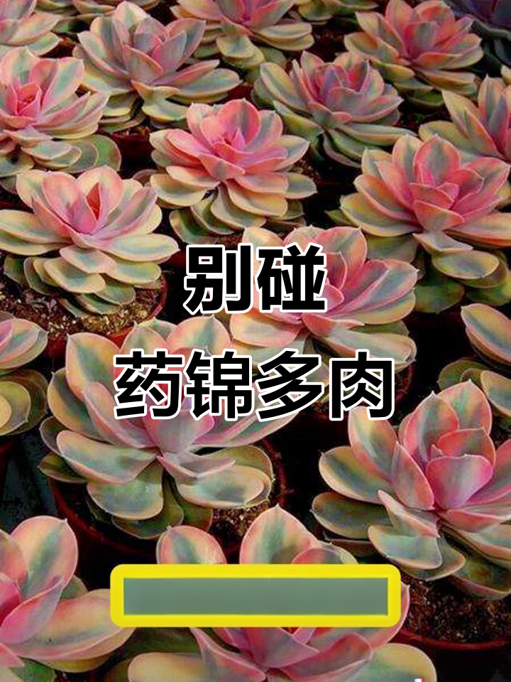 药锦多肉:别被外表蒙蔽,这些品种难养活