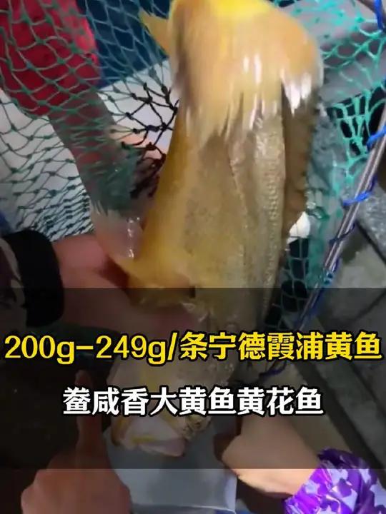 霞浦大黄鱼可是出了名的好吃 现在价格巨划算 都知道宁德海鱼特别好 赶上了千万不要错过 宁德