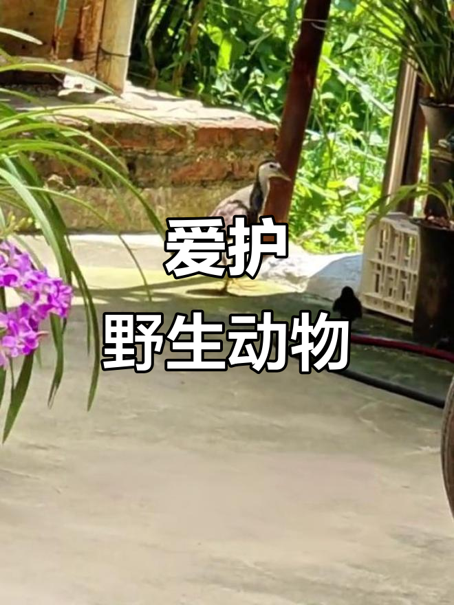 保护白面水鸡,共建生态家园