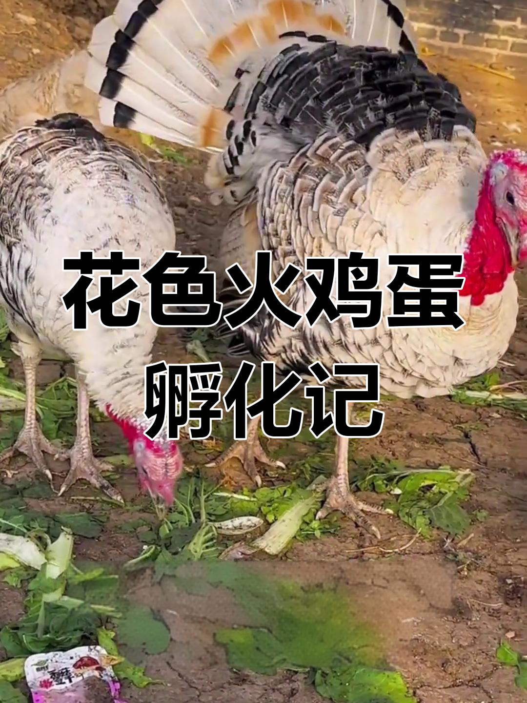 孵化花火鸡,黑白羽毛的美丽新生命