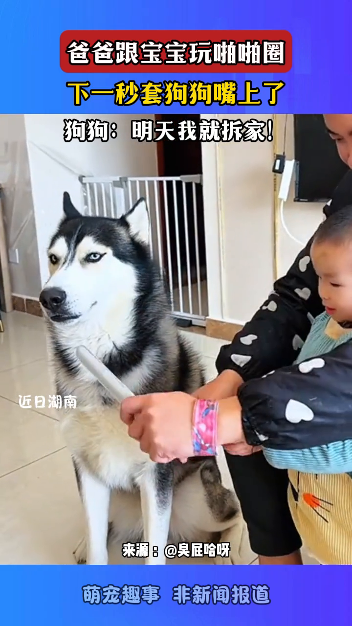 爸爸跟宝宝玩啪啪圈,下一秒套狗狗嘴上了,狗狗:明天我就拆家!
