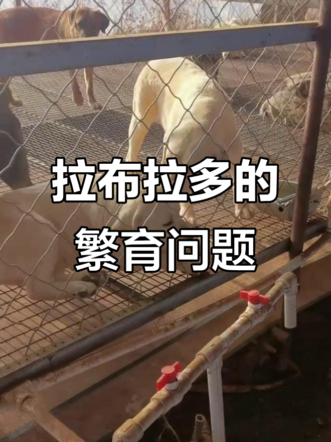 拉布拉多能否作为肉食犬种?来听听专业解答!