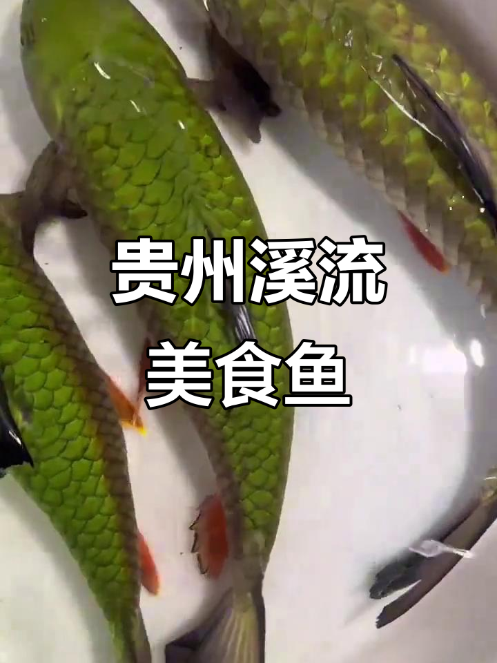 贵州溪流20种美味淡水鱼,你尝过几种?