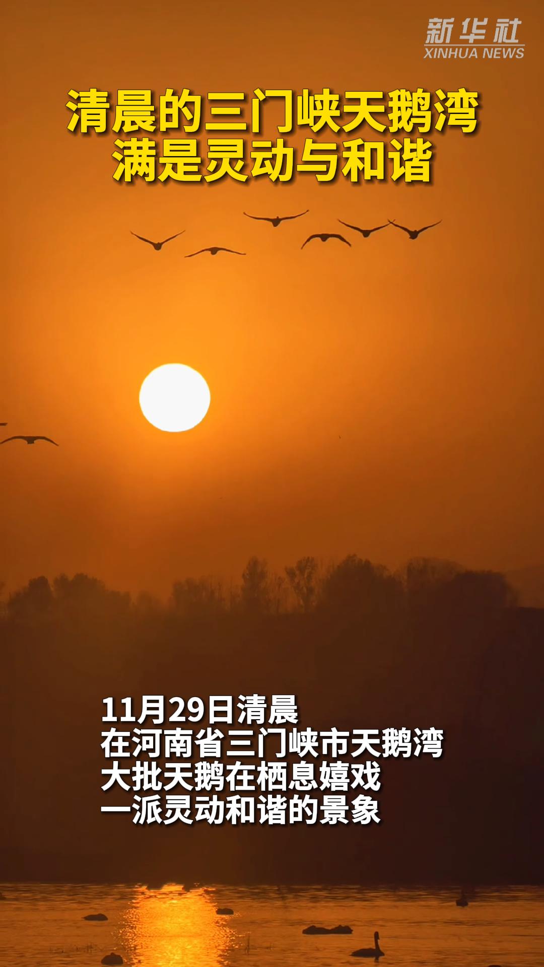 秀我中国|清晨的三门峡天鹅湾 满是灵动与和谐