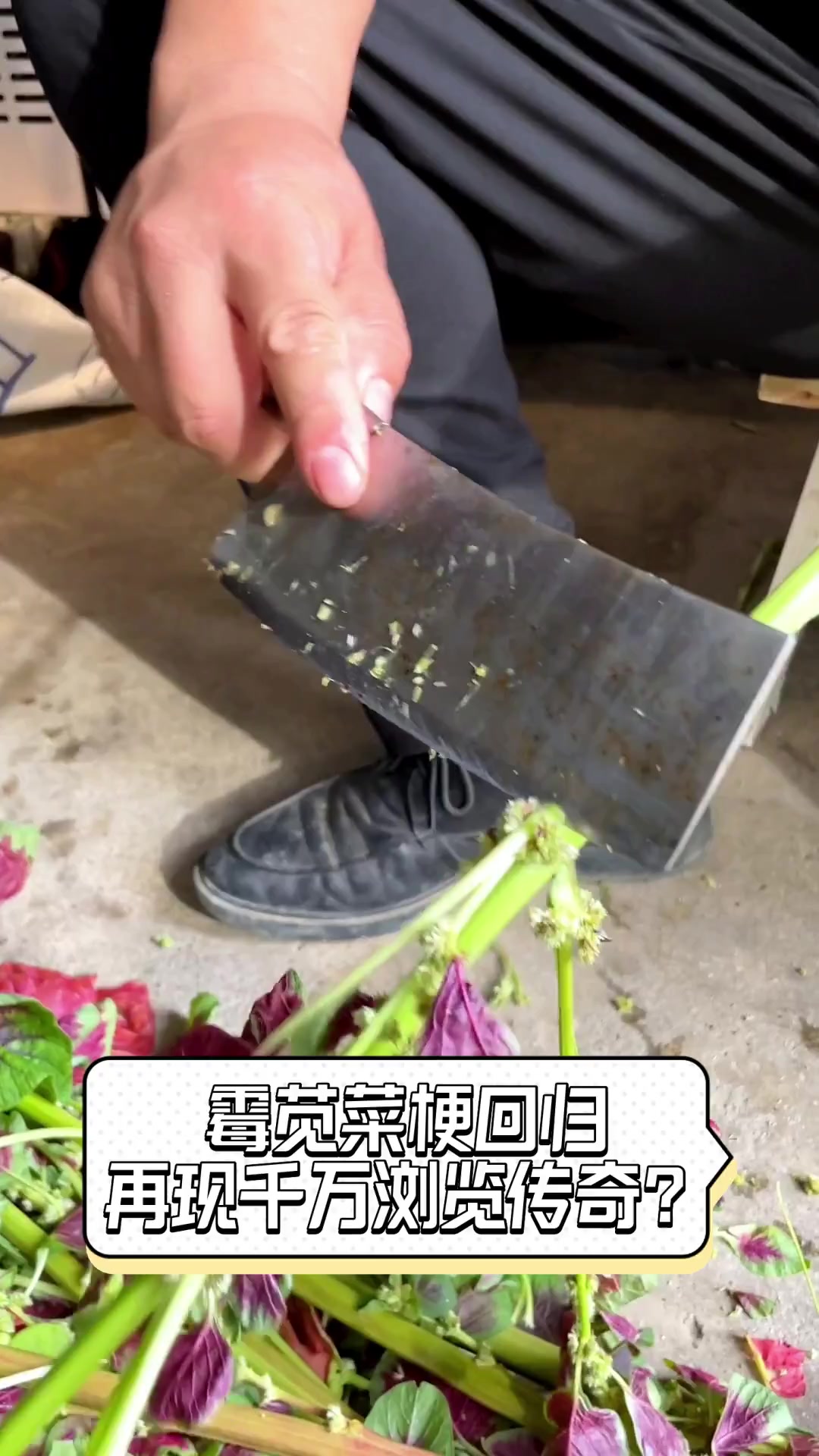 霉苋菜梗回归,再现千万浏览传奇?