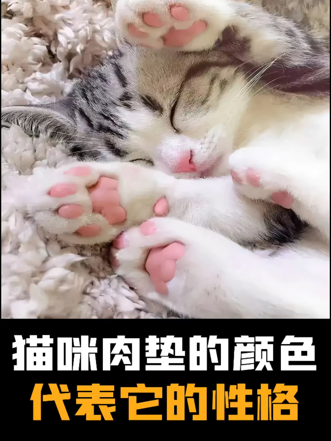 猫咪肉垫颜色代表他的性格