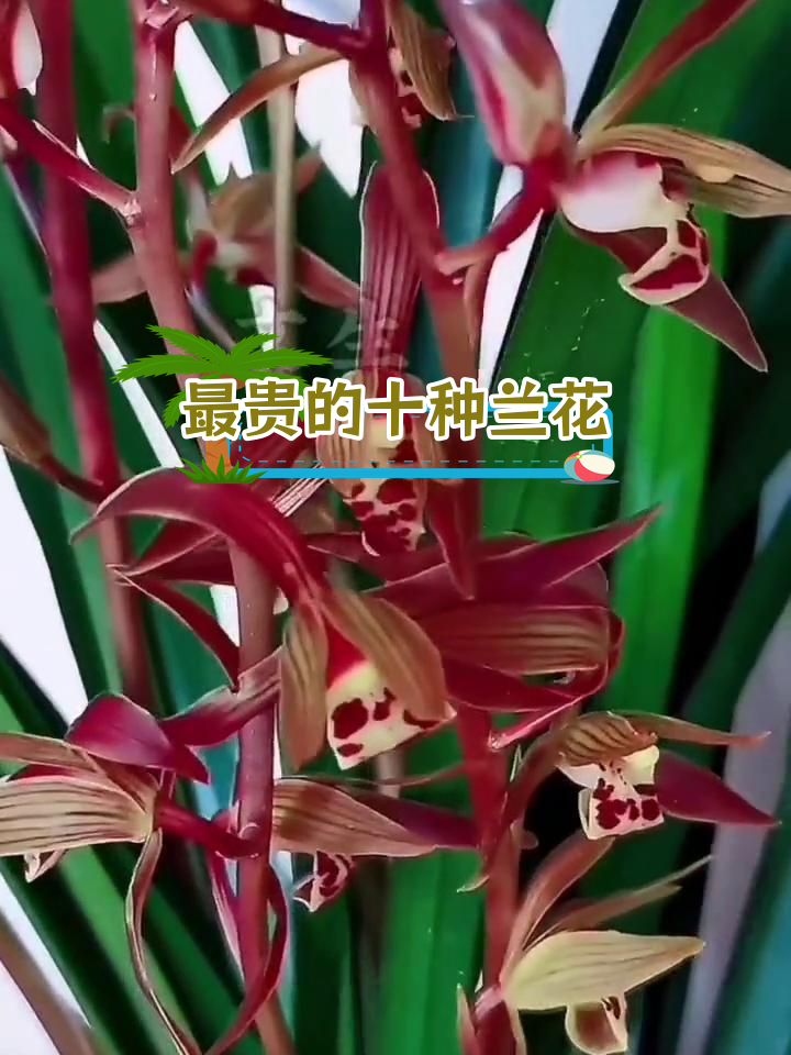 走进兰花世界,揭秘十大名贵品种