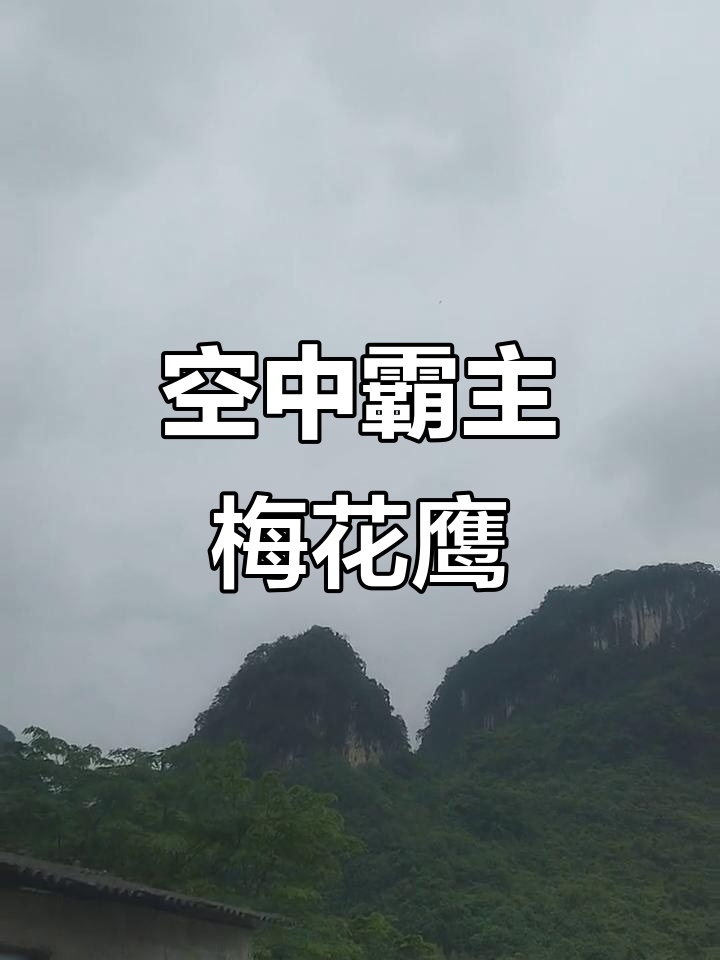 罕见梅花鹰捕食蛇,模仿叫声震撼山林