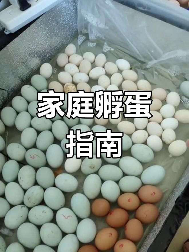 在家轻松孵化小鸡,简单又有趣!