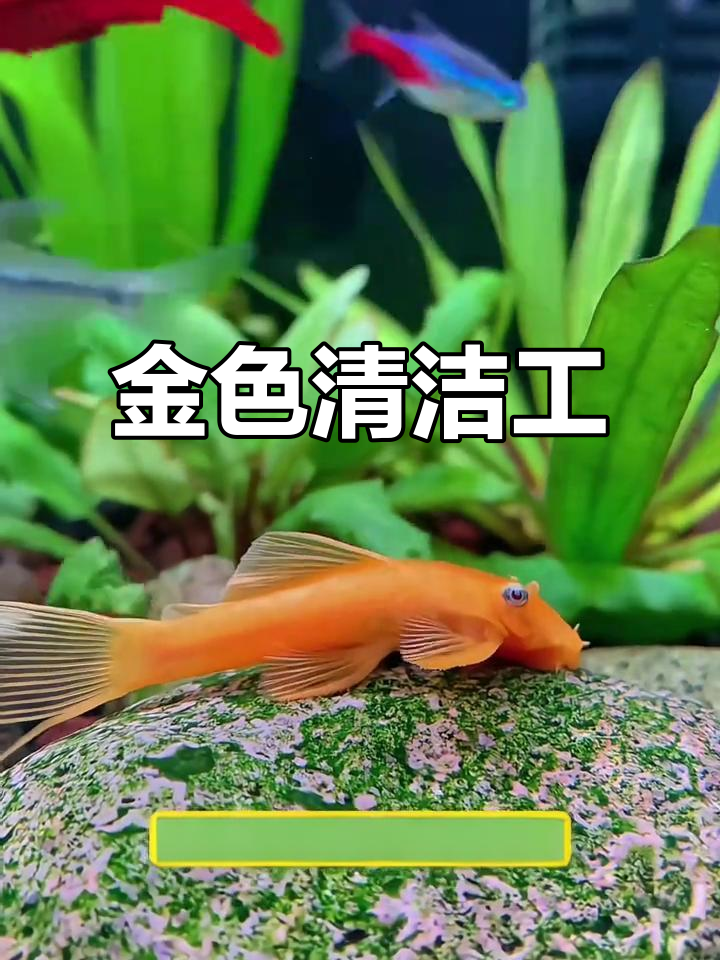 黄金胡子鱼,温和又勤快,除藻能力超强!
