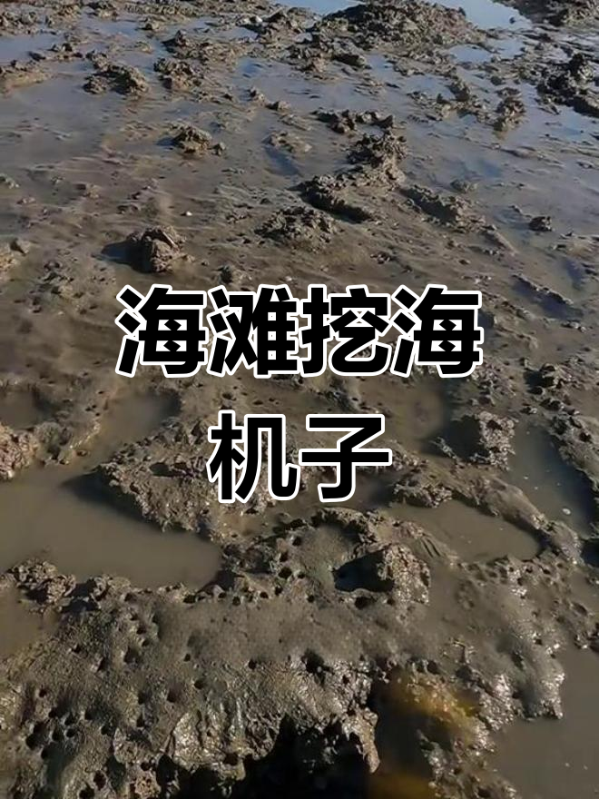 赶海抓海鲜,满沙滩的海鸡子洞穴大揭秘