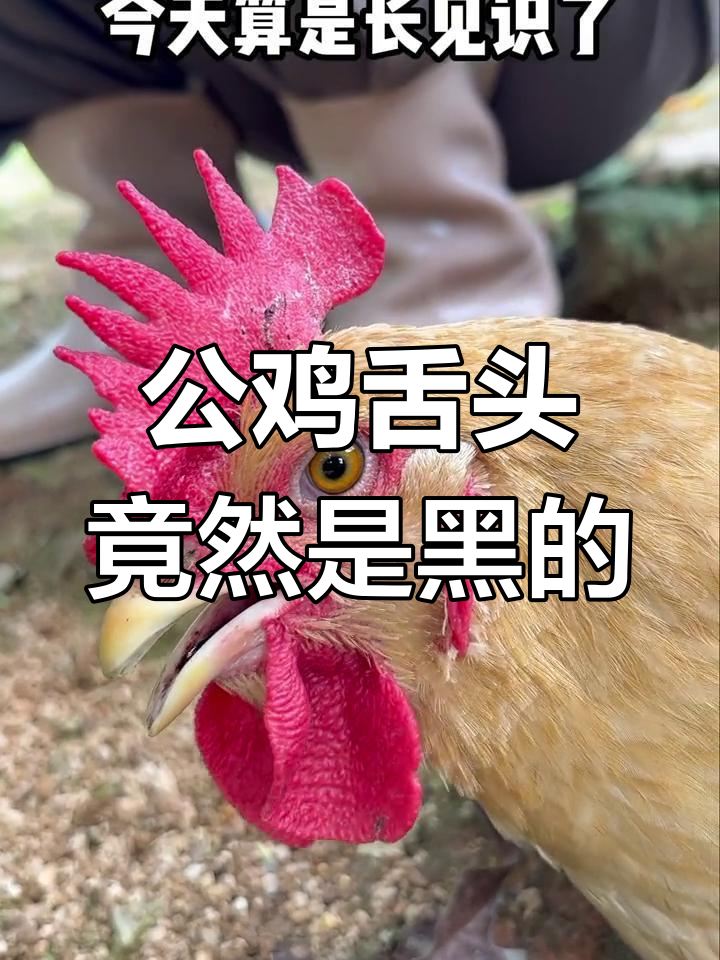 鸡舌头的秘密,原来是这样!