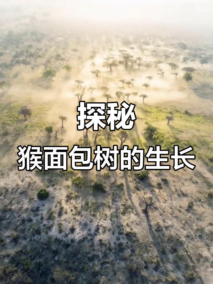 猴面包树:从种子到巨型生命的成长之旅