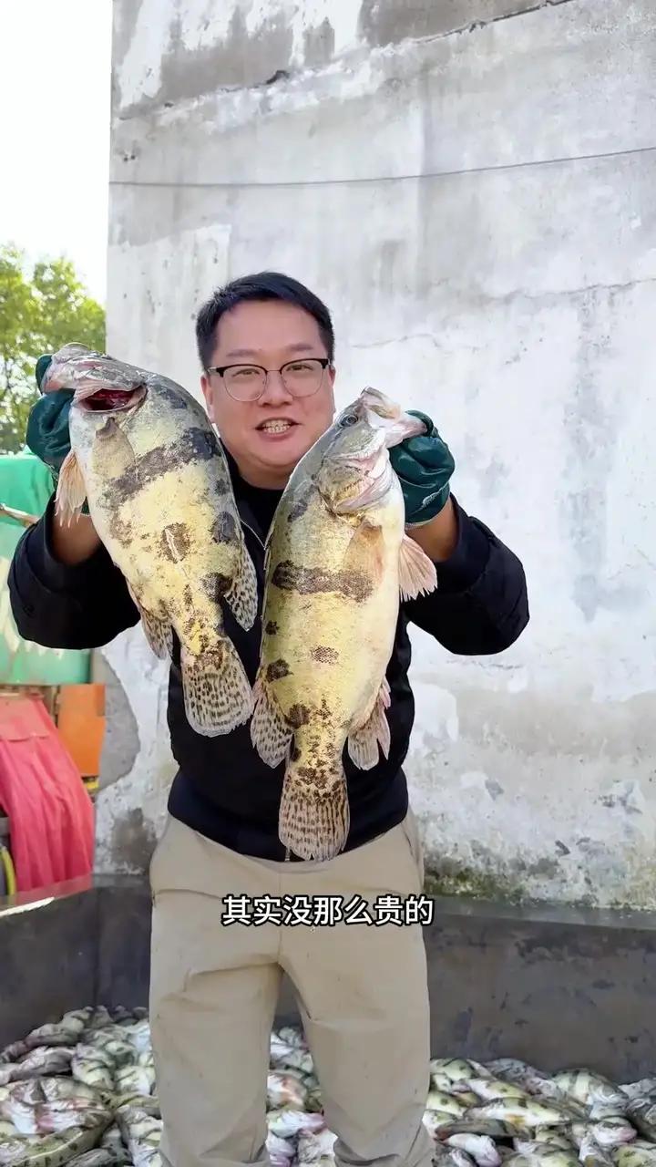 桃花流水鳜鱼肥,什么时候的鳜鱼好吃?就是现在,这个季节的鳜鱼又肥又嫩