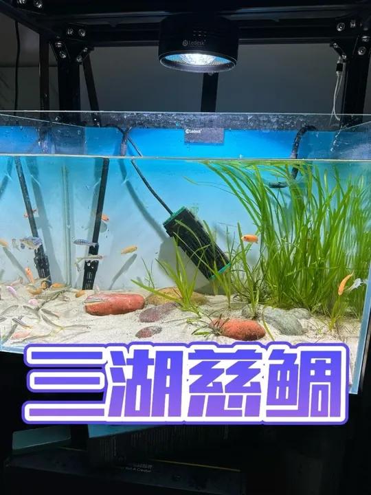 养三湖慈鲷真的跟整蛊一样吗？打算再来一缸试试！