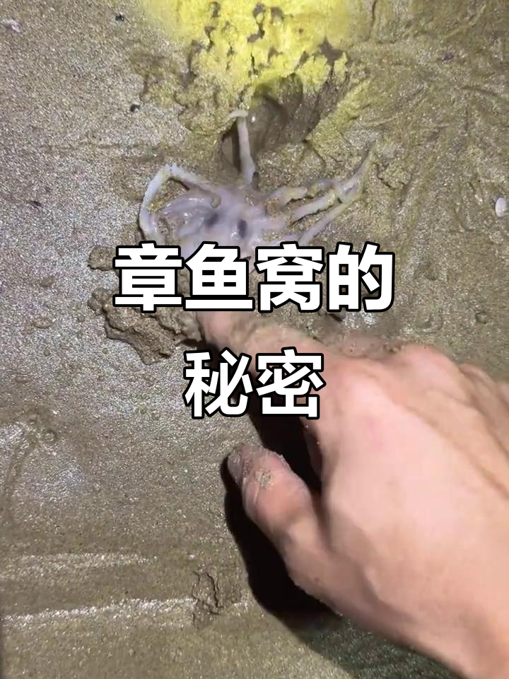 沙滩上如何找到章鱼洞?看它快速爬行!