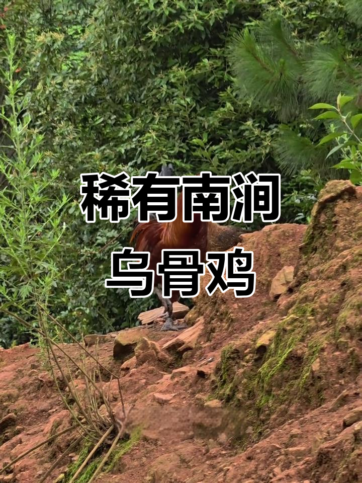 南涧乌骨鸡，滋补炖汤的珍稀美味