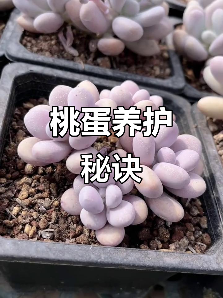如何将桃蛋养成粉黛?多肉植物种植技巧全解析