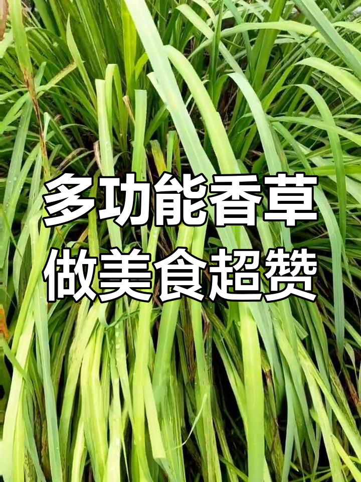 香草的神奇作用:美食、精油、辟邪全搞定