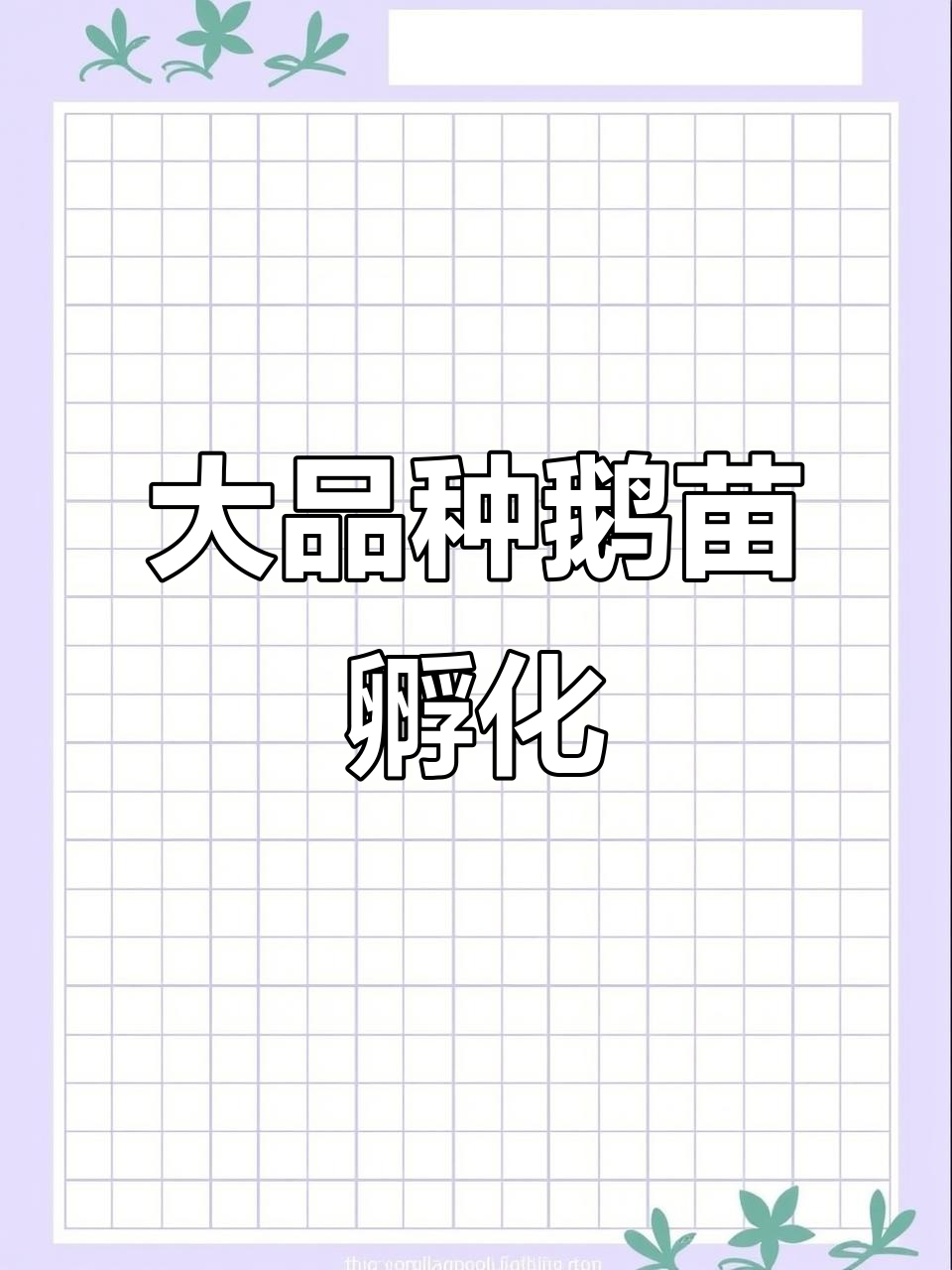 农村创业新机会:鹅苗孵化场,打造大品种养殖项目