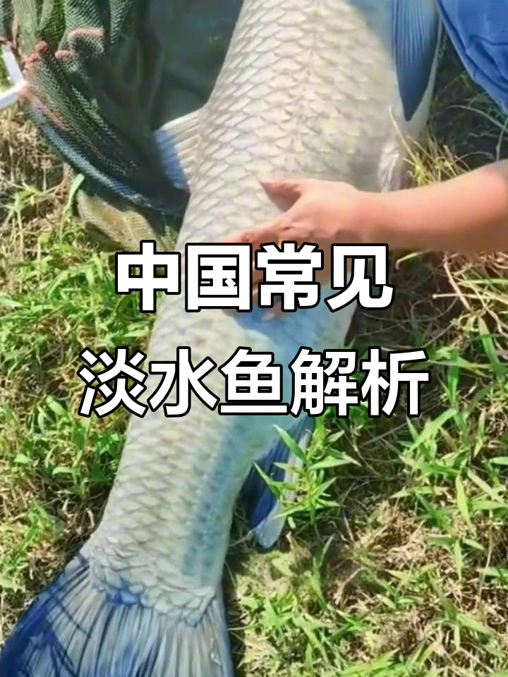 盘点中国经典淡水鱼类,南北口味大不同