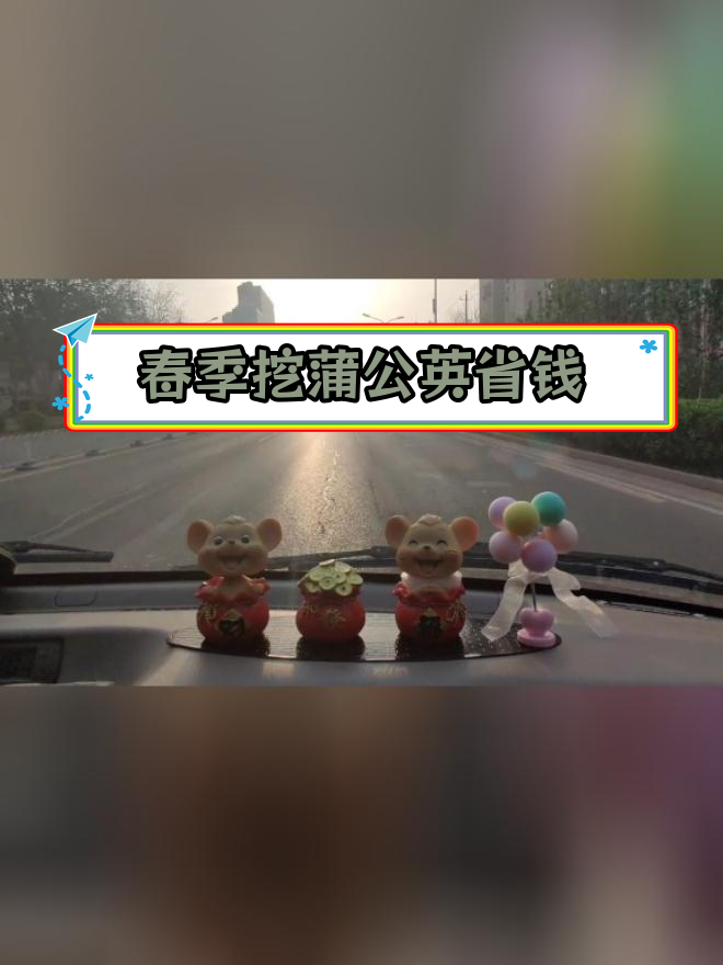 北京六环外挖野菜,蒲公英5斤省450元