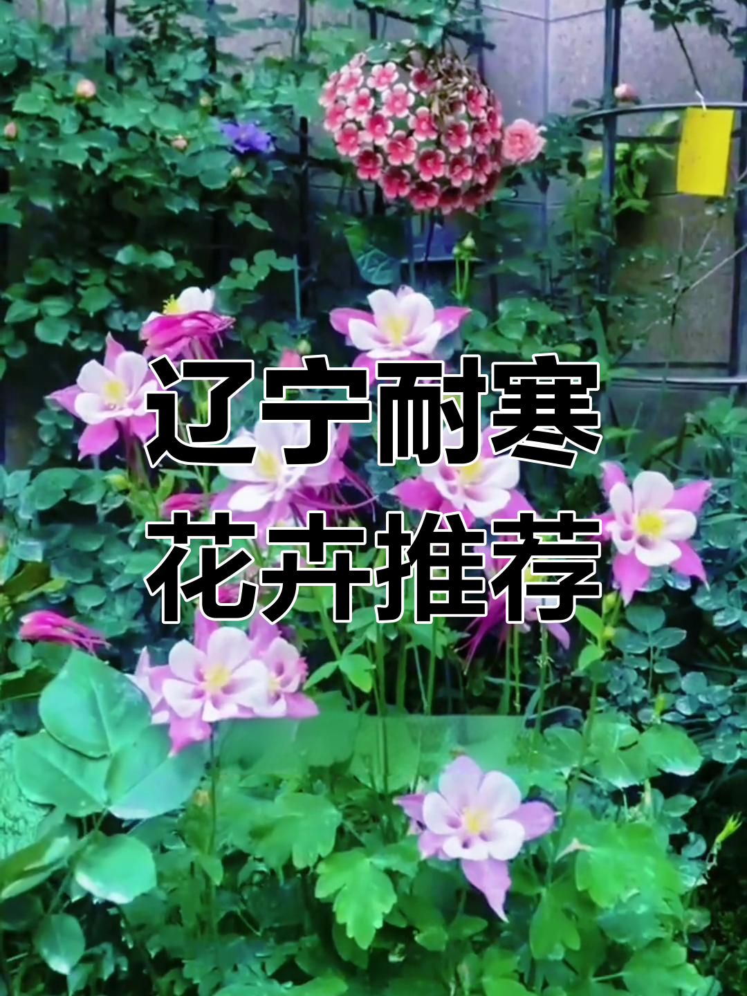 辽宁沈阳耐寒宿根花卉推荐,这些品种你种过吗?