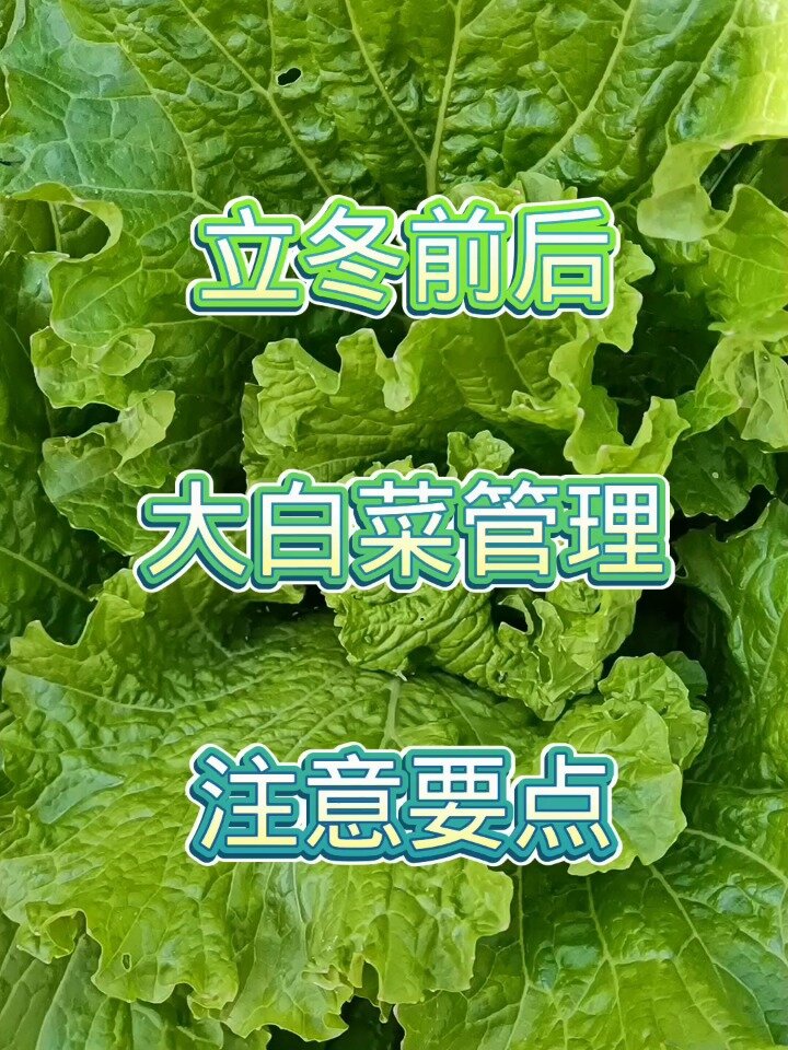 立冬前后大白菜管理要点