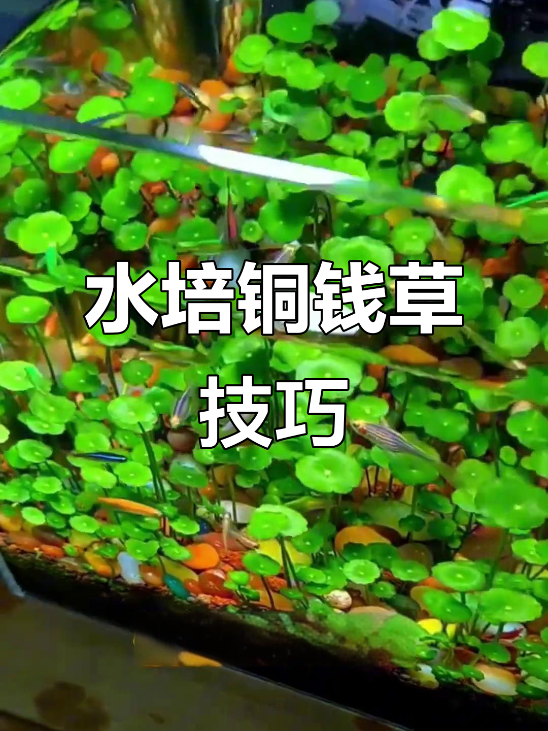 鱼缸水培铜钱草,三步搞定不烂叶